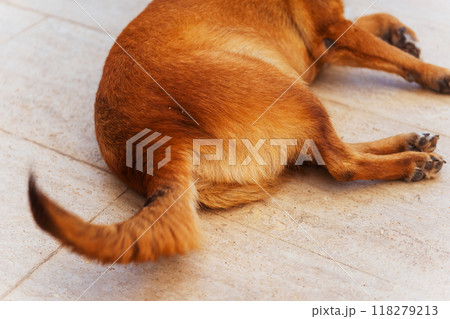 Tail and hind legs of a Big Red Dog close-up Tail and hind legs of a Big Red Dog close-up 118279213