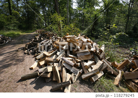 cut wood in a forest, in France cut wood in a forest, in France 118279245