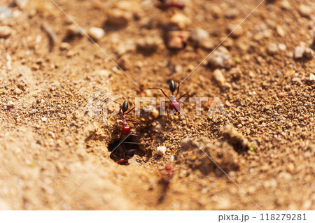 A group of ants at the entrance to an anthill close up macro A group of ants at the entrance to an anthill close up macro 118279281