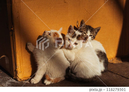 Three stray stray white kittens with sore eyes 118279301