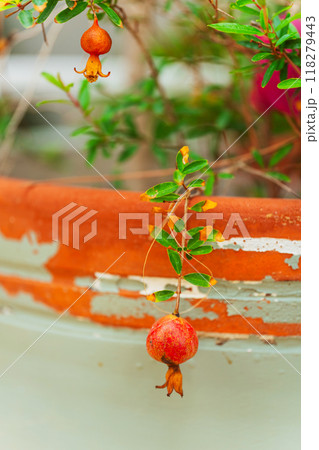 This is a close up of a beautiful pomegranate tree displaying vibrant red fruits This is a close up of a beautiful pomegranate tree displaying vibrant red fruits 118279443