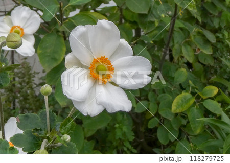 秋に咲くシュウメイギクの純白な花 秋に咲くシュウメイギクの純白な花 118279725