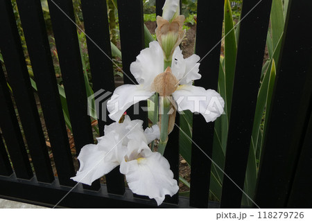 季節外れの白いアイリスの優雅な花 季節外れの白いアイリスの優雅な花 118279726
