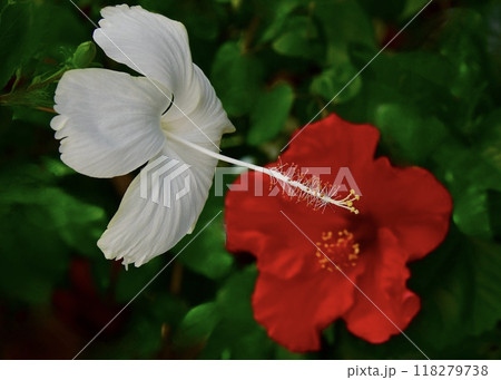 猛暑日の庭に涼を求めて。 118279738