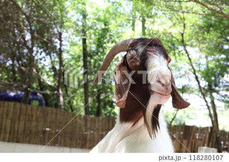 Farm Animal Life 118280107