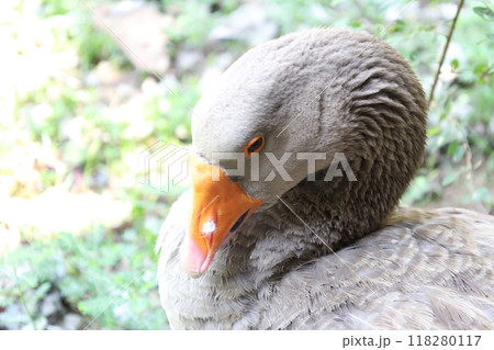 Farm Animal Life Farm Animal Life 118280117