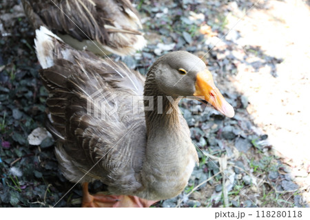 Farm Animal Life Farm Animal Life 118280118