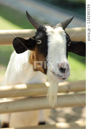 Farm Animal Life 118280159