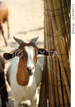 Farm Animal Life Farm Animal Life 118280172