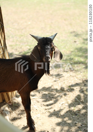 Farm Animal Life Farm Animal Life 118280180