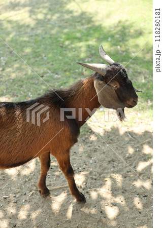 Farm Animal Life 118280181