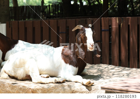 Farm Animal Life 118280193