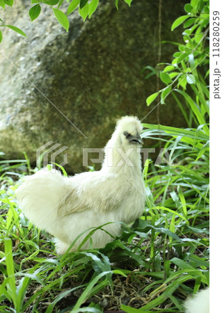 White Silkie Chicken White Silkie Chicken 118280259