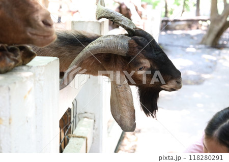 Farm Animal Life 118280291