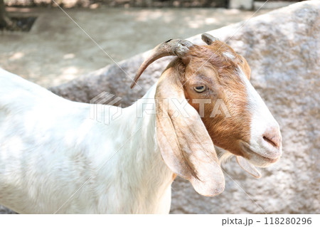 Farm Animal Life Farm Animal Life 118280296