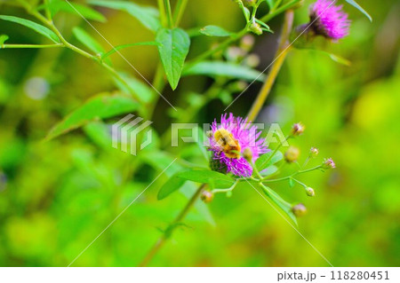 尾瀬のノアザミの蜜を吸う蜂 尾瀬のノアザミの蜜を吸う蜂 118280451