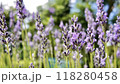 野に咲くラベンダーと新緑 118280458