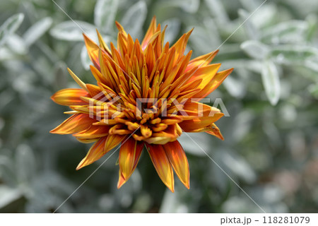 ガザニア ガザニア 118281079