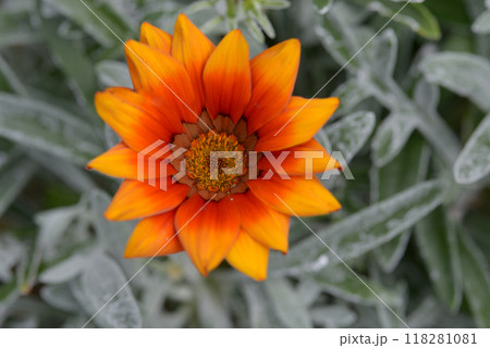 ガザニア ガザニア 118281081