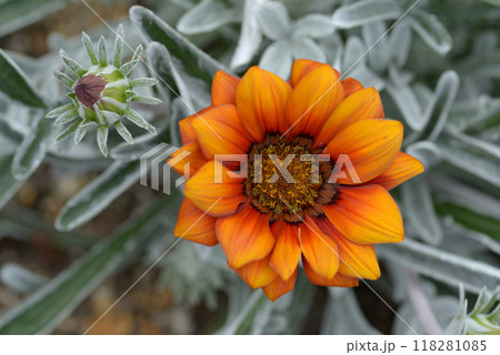 ガザニア ガザニア 118281085