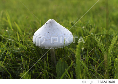 Poisonous mushrooms. Toadstool in the green grass. 118281086