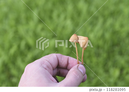 Poisonous mushrooms in your hand. A yellow toadstool in the green grass. 118281095