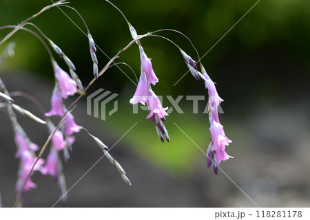 ディエラマ・ナナ 118281178