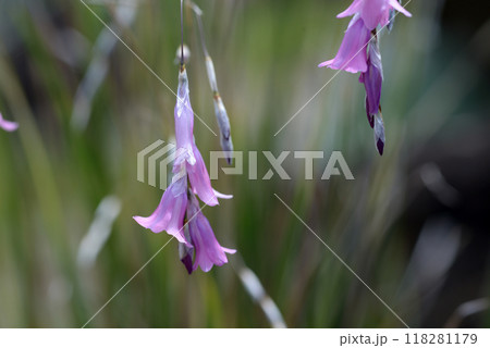 ディエラマ・ナナ 118281179