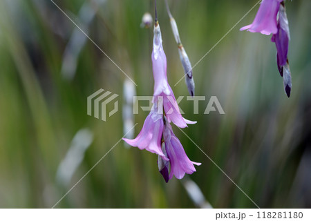 ディエラマ・ナナ 118281180