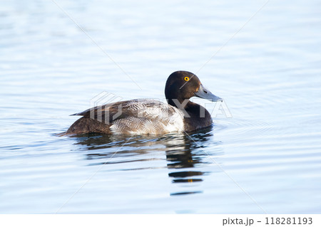 Male duck Lesser Scaup in bright breeding plumage is swimming in calm lake waters. 118281193