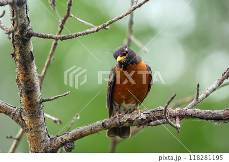 American robin is sitting on a tree branch in summer forest. American robin is sitting on a tree branch in summer forest. 118281195