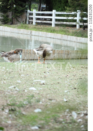 Grey and White Duck Grey and White Duck 118281200