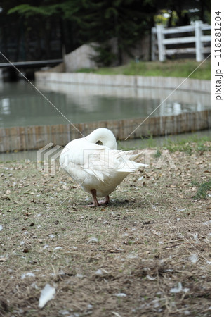 Grey and White Duck Grey and White Duck 118281204