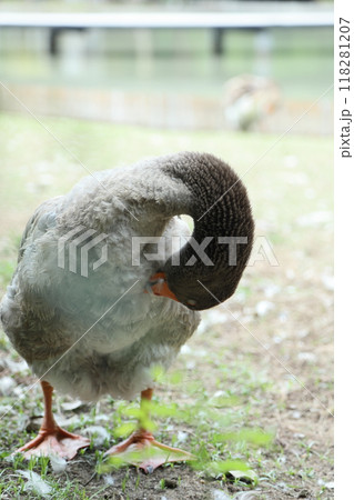 Grey and White Duck Grey and White Duck 118281207