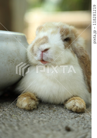 Rabbits in Farm Rabbits in Farm 118281219