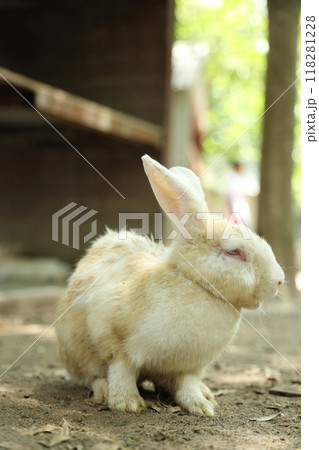 Rabbits in Farm Rabbits in Farm 118281228