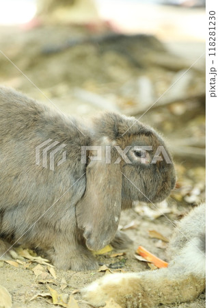 Rabbits in Farm Rabbits in Farm 118281230