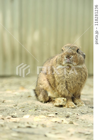 Rabbits in Farm 118281236