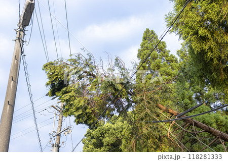 倒れて電線に接触した木 倒れて電線に接触した木 118281333