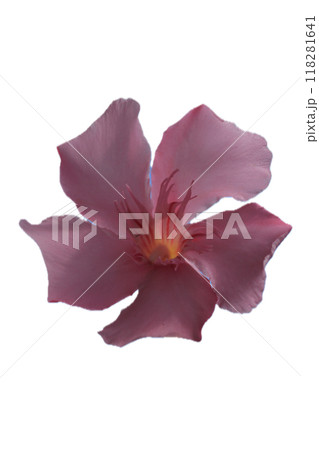 clematis flower (Clematis) clematis flower (Clematis) 118281641