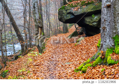 A tranquil path winds through an autumn forest, covered in vibrant fallen leaves. Towering trees and mossy rocks line the way, creating a serene atmosphere for leisurely walks. 118281966