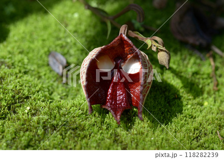 アリストロキア・サルバドレンシス 118282239