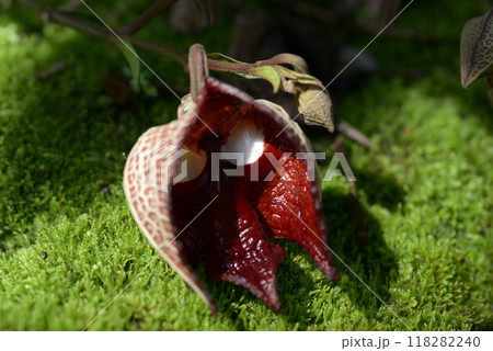 アリストロキア・サルバドレンシス 118282240