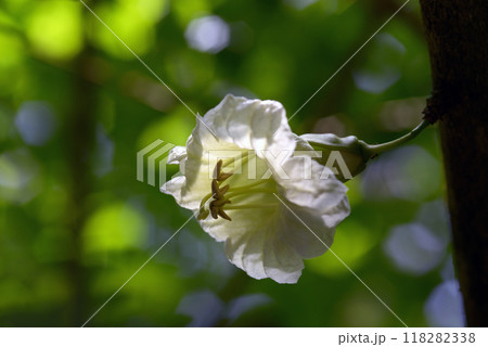 ロウソクノキの花 ロウソクノキの花 118282338