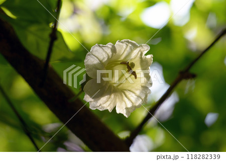 ロウソクノキの花 ロウソクノキの花 118282339