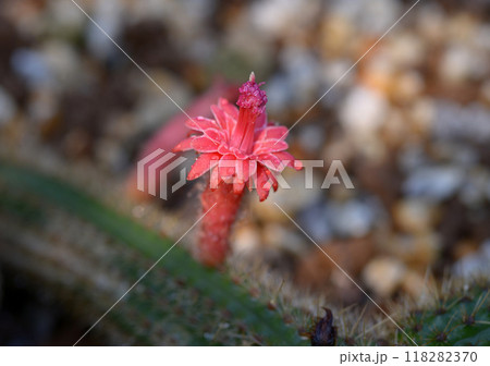 サボテンの花 118282370