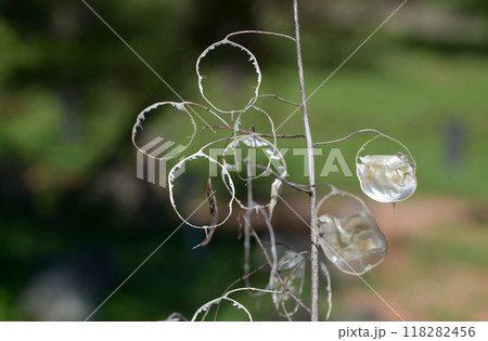 ゴウダソウの種 118282456