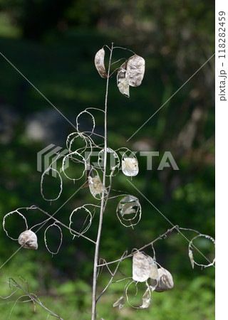 ゴウダソウの種 118282459