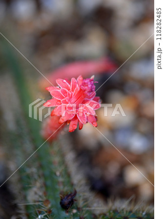 サボテンの花 118282485