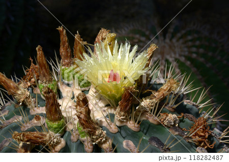 サボテンの花 サボテンの花 118282487